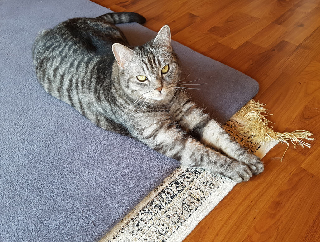 Was ich liebe … | Fotos "unter "Wer dich unterrichtet" im Menüpunkt WER WIE WAS von www.feldenkrais-stunden. de | Das Foto eine Katze.| Foto© Claudia Kühne