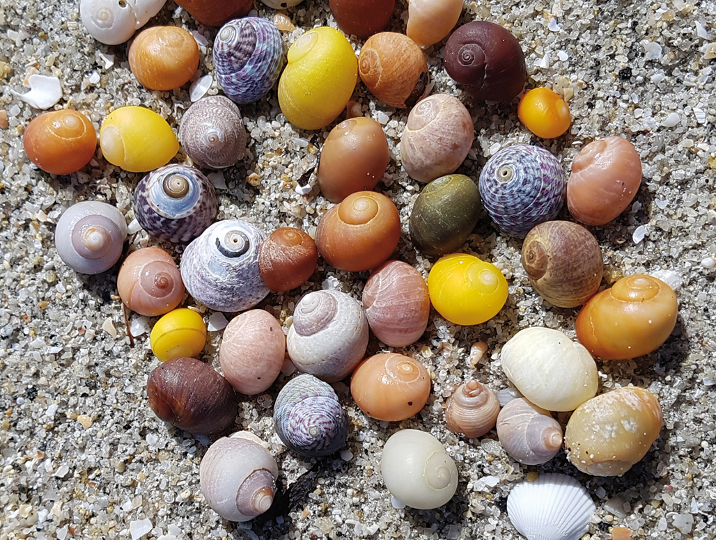 Was ich liebe … | Fotos "unter "Wer dich unterrichtet" im Menüpunkt WER WIE WAS von www.feldenkrais-stunden. de | Das Foto zeigt bunte Meeresschnecken im Watt.| Foto© Claudia Kühne